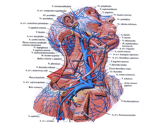 Вены Шеи Анатомия