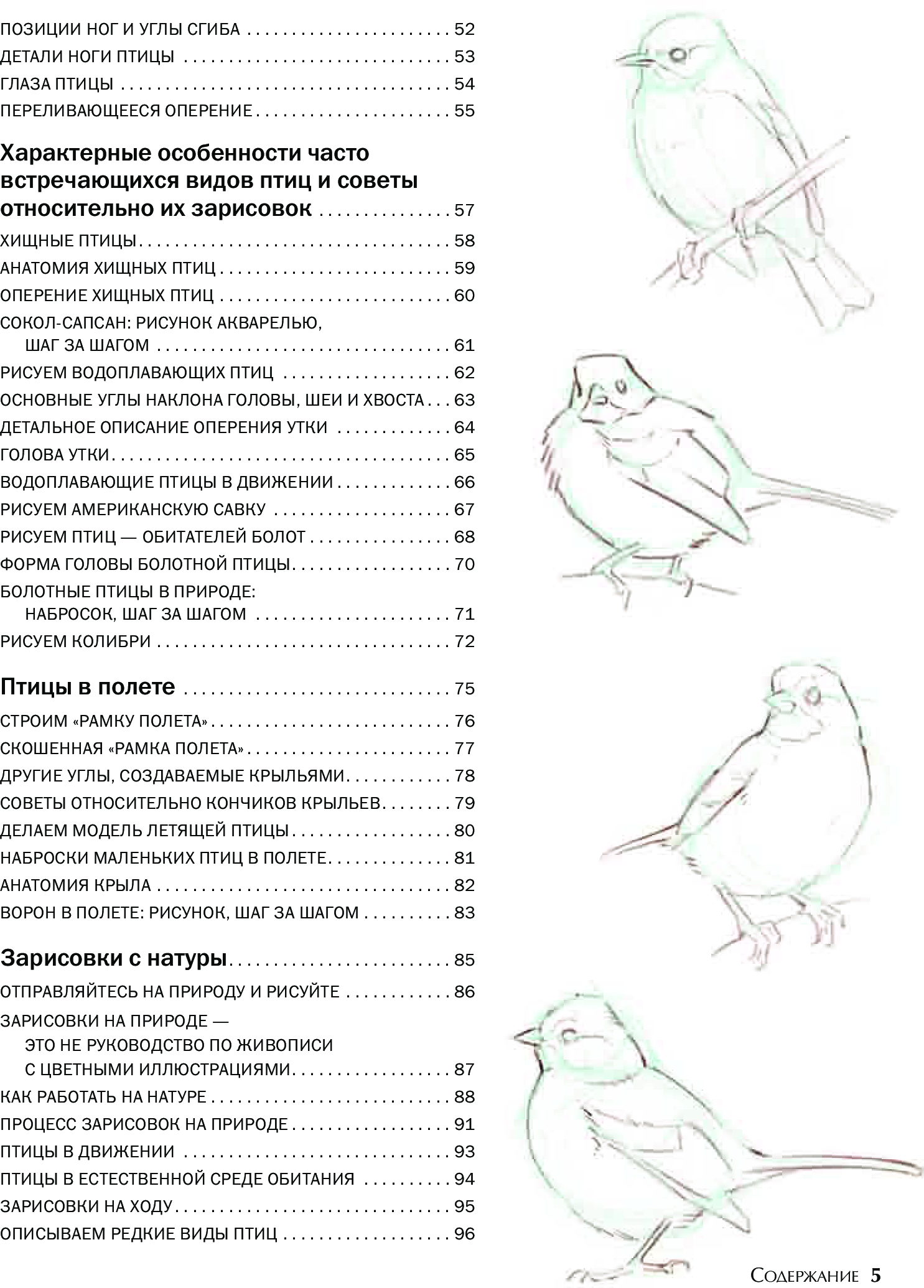 Как рисовать птиц